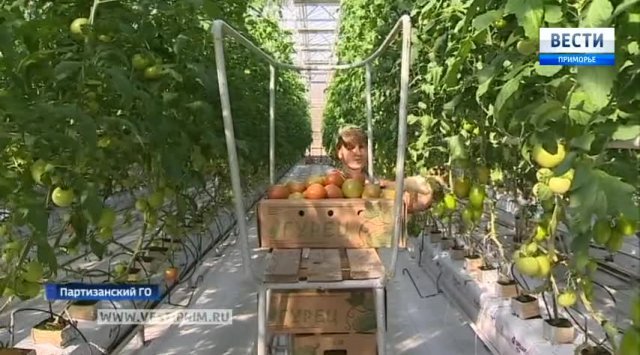 Local peasants grow vegetables in greenhouses in Partizansk city Lozovoy village