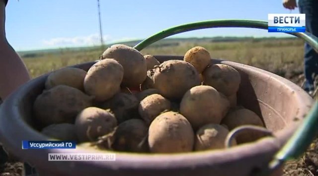 Primorye farmers trying to collect all that is left in the fields after heavy rains