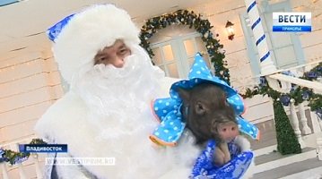 What you need to do the coming year of the Earth Pig bring good luck