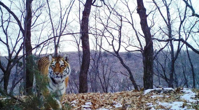 The tigress with cubs posed in front of the cameras in the national park in Primorye
