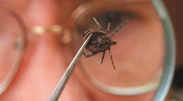 Mites become active in Primorye