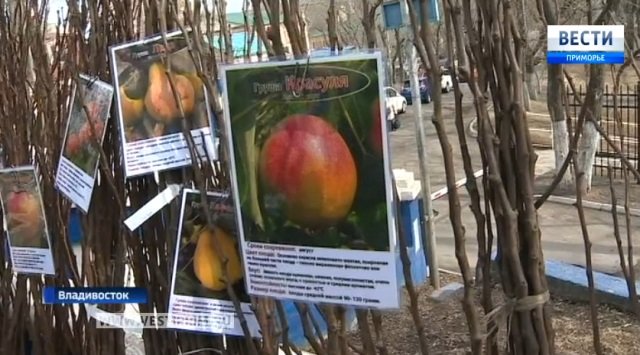 New varieties of Siberian popular fruits and berries crops from brought to Vladivostok