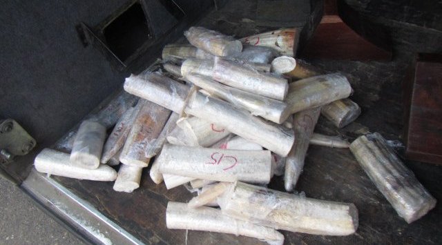 Ussuri customs officers hold up more than 30 kg of walrus tusks