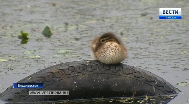 «Mandarin paradise» appeared in Vladivostok