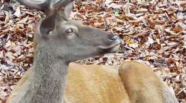 Primorye’s safari park has a new king