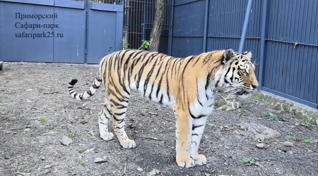 Tigress Taiga came back to Primorye Tigress Taiga came back to Primorye
