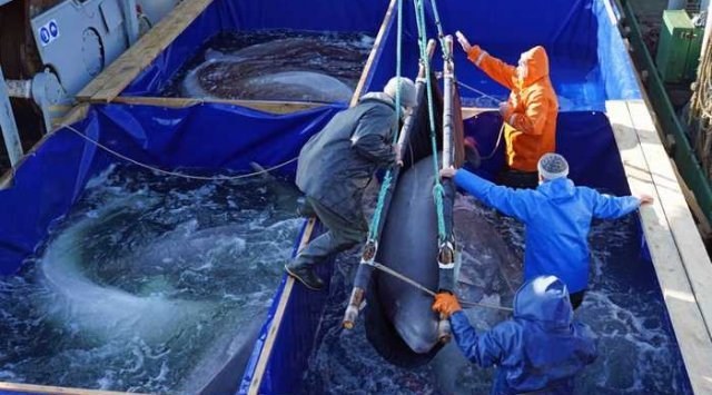 «Whale prison» has no more prisoners «Whale prison» has no more prisoners
