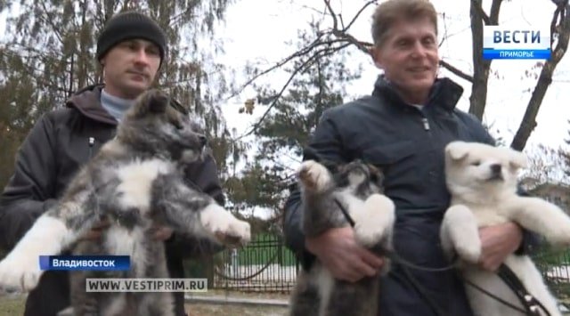 Governor of Primorye gifted 5 Akita puppies to several families Governor of Primorye gifted 5 Akita puppies to several families