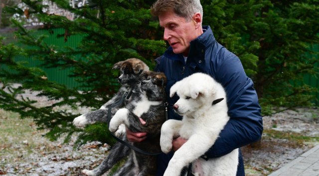 Five Akita puppies found new owners