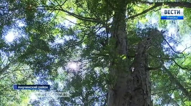 Unique yews were discovered in Primorye Unique yews were discovered in Primorye