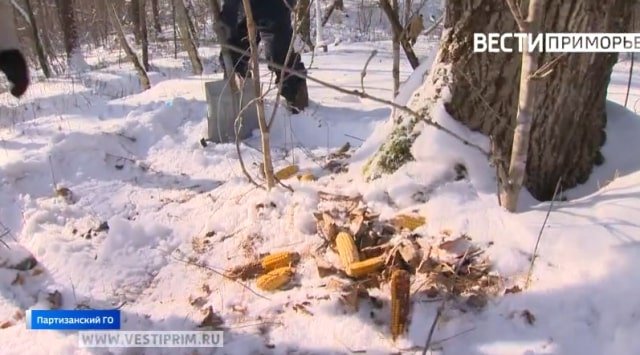 People feeding birds and animals in Primorye’s taiga People feeding birds and animals in Primorye’s taiga