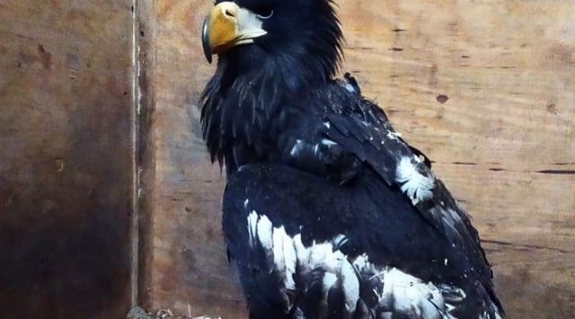 An injured rare bird was found in a garbage bin