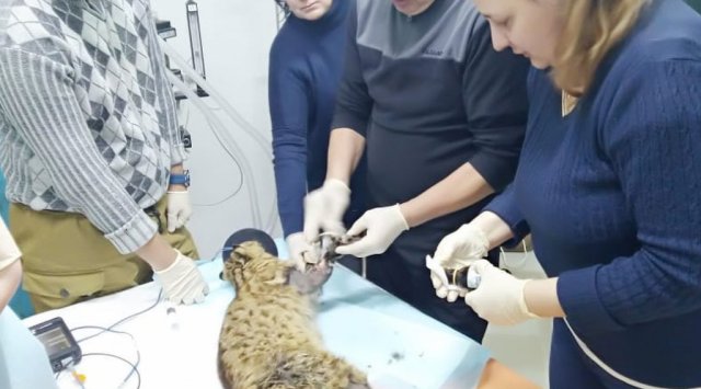 Forest cat is being saved in the «Tiger» center Forest cat is being saved in the «Tiger» center