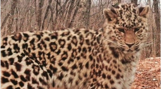 A leopard with the most unsatisfied face was photographed in Primorye