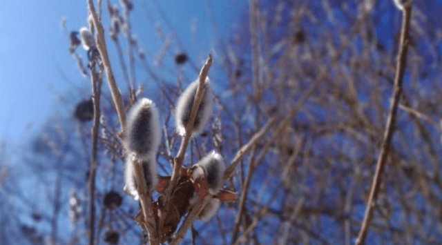 Nature’s anomaly: willow started to bloom in the south of Primorye Nature’s anomaly: willow started to bloom in the south of Primorye