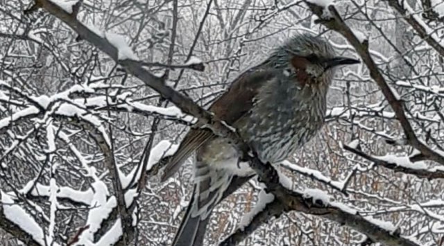 Rare subtropical bird was spotted in «Land of the leopard» Rare subtropical bird was spotted in «Land of the leopard»