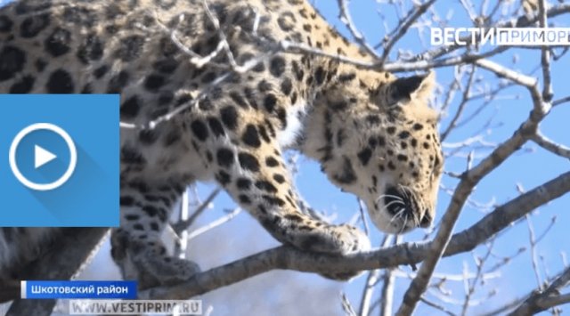 Spring reviving with purring and mating in the regional zoo Spring reviving with purring and mating in the regional zoo