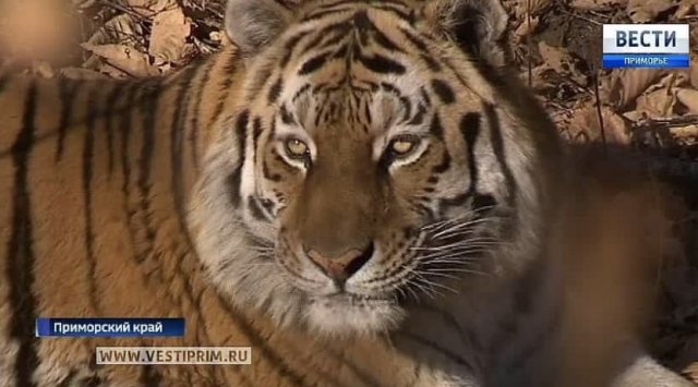The legendary tiger Amur needs a guardian The legendary tiger Amur needs a guardian