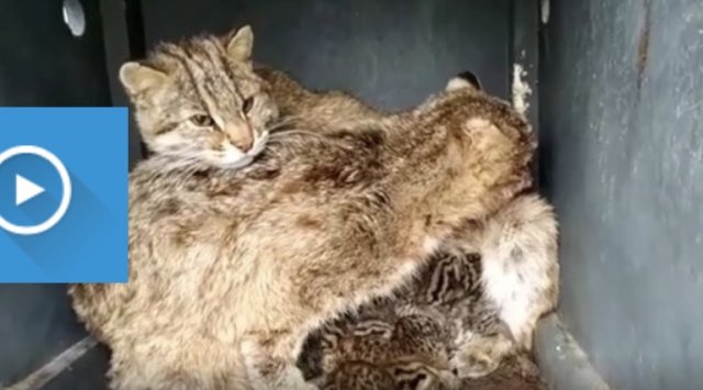 Cubs of forest cat and fox were born in Primorye’s safari park Cubs of forest cat and fox were born in Primorye’s safari park