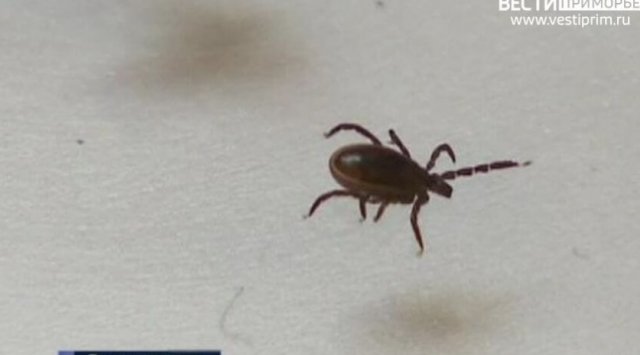 Around two thousands residents of Primorye were injured by tick bites Around two thousands residents of Primorye were injured by tick bites