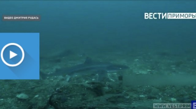 The fastest shark in the world was spotted in Primorye’s waters The fastest shark in the world was spotted in Primorye’s waters
