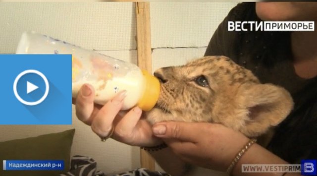 Three kittens were born in «White Lion» park of Primorye Three kittens were born in «White Lion» park of Primorye