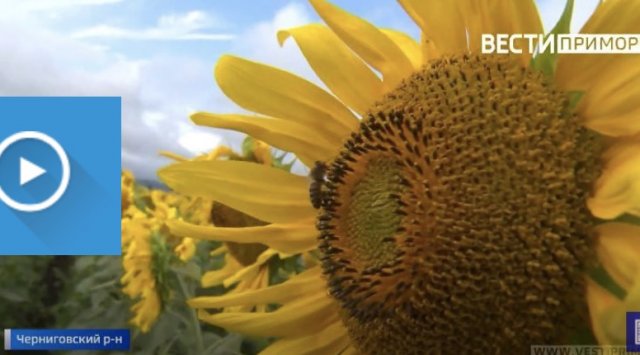 100 sunflower hectares are in bloom in Primorye