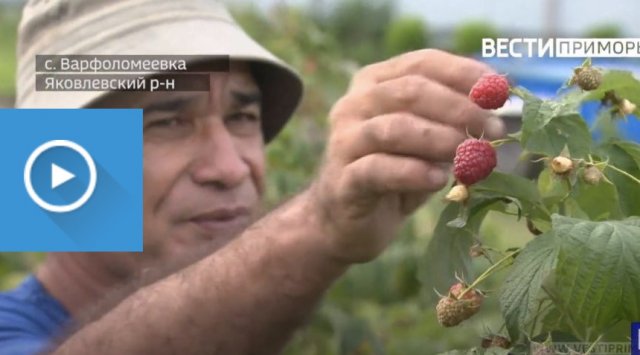 Uzbek family creates its own raspberry paradise