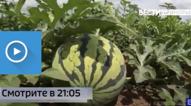 Where are the best watermelons in Primorye?