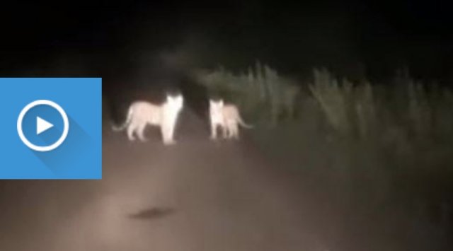 «What a luck!» Three tiger cubs were seen on a road in Primorye