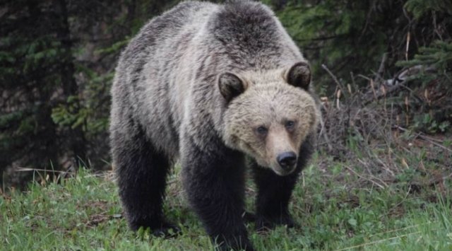 « The locals are shocked » : two bears came to the residents of the private sector in Artem