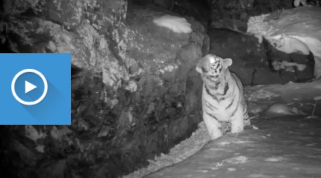 Three species of rare cats coexist on the same trail in the « Land of the Leopard » national park